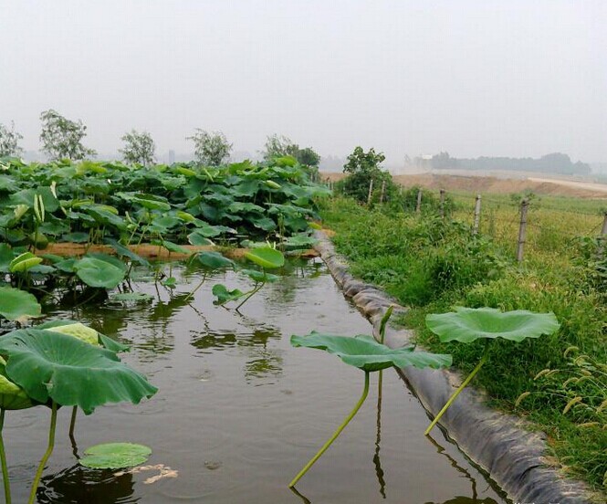 藕池、魚(yú)塘等防滲膜怎么選擇